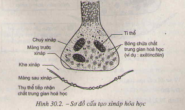 Kết quả hình ảnh cho sơ do cau tạo xinap